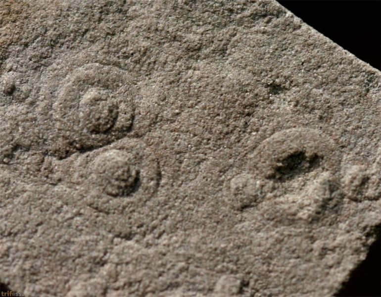 Cyclomedusa delicata Fedonkin, 1981