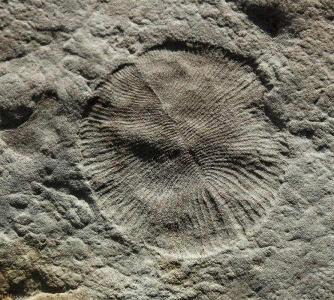 Dickinsonia costata (Sprigg, 1947)
