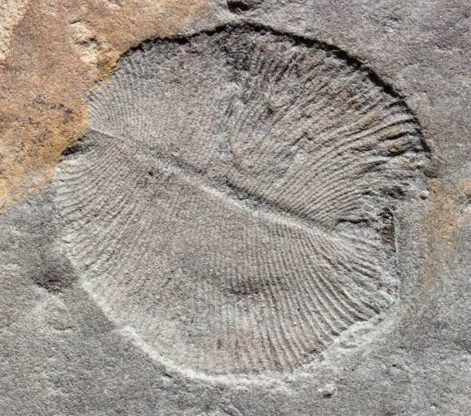 Dickinsonia costata (Sprigg, 1947)