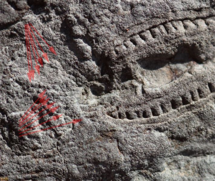Kimberella quadrata & Kimberichnus teruzzii