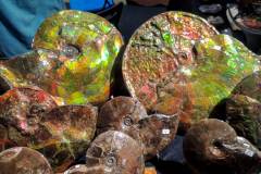 Ammoniten in Farbe.