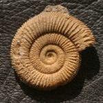 Ammonit Dactylioceras athleticum (SIMPSON, 1855) aus Schlaifhausen