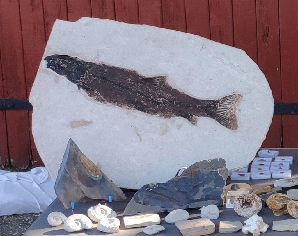 Ein Fossiler Fisch aus Wyoming 
