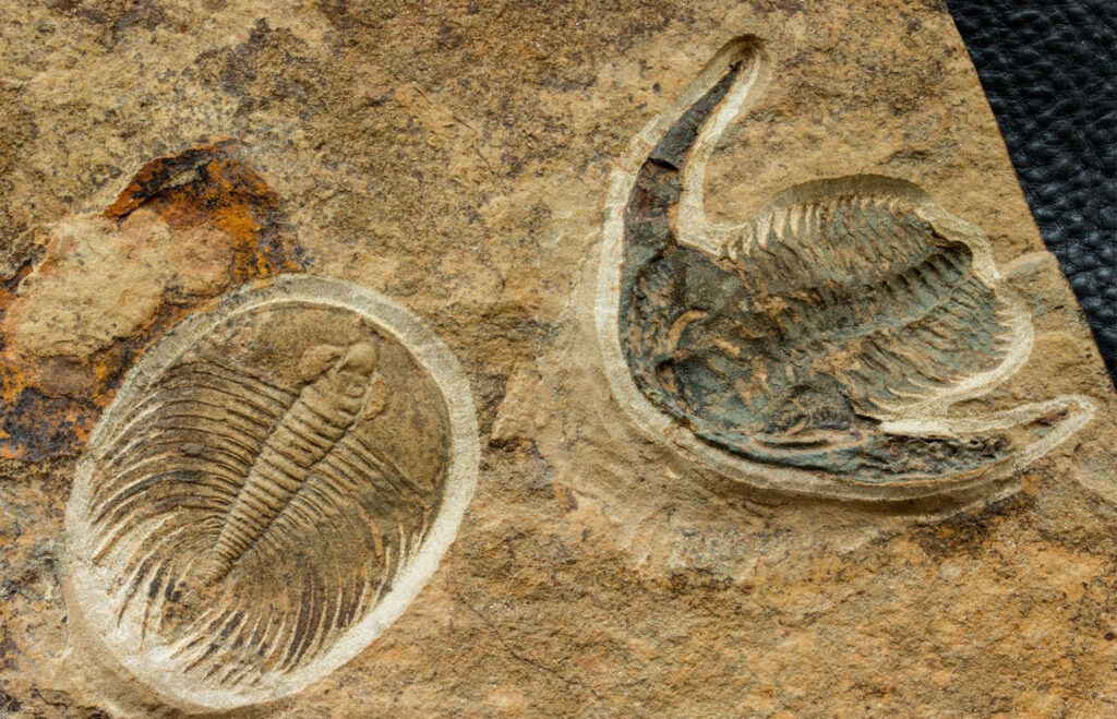 Ein 500 Millionen Jahre altes Fossil eines Trilobiten der Arten Nevadia weeksi Walcott, 1910 & Esmeraldina rowei (Walcott, 1910)