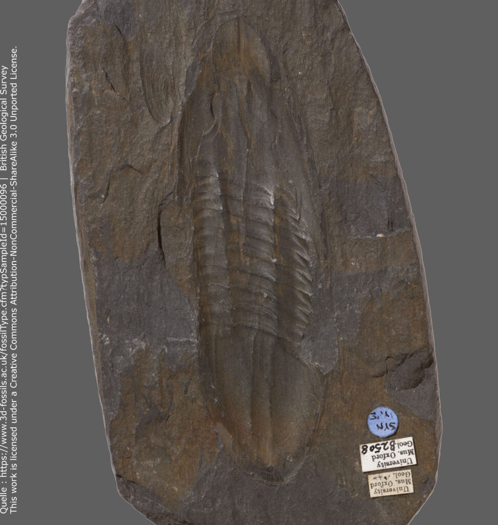 Asaphellus homfrayi (Salter, 1866) – See Morris (1988): Fossil specimen : OUM B.02508 – Lectotype