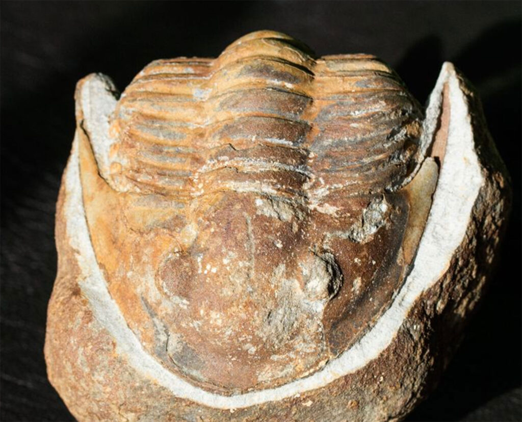 Ein Trilobit der Gattung "Lannacus" aus Marokko welcher zur Gattung Megalaspides oder Asaphellus zu stelle ist.
