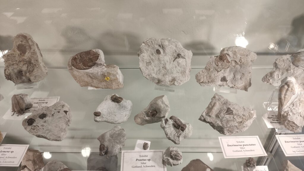 Urzeithof Stolpe Trilobiten aus der Ausstellung neben der Fossilien- und Mineralienbörse.
