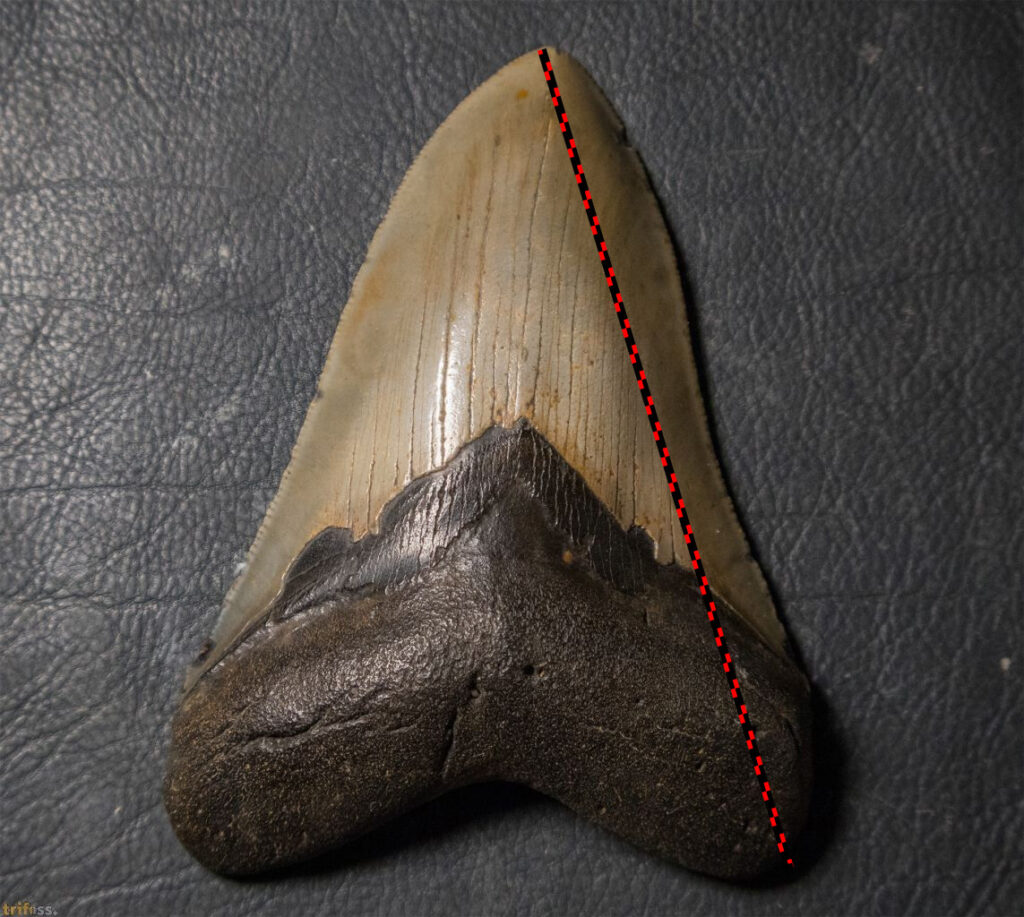 Bestimmung der Größe eines normalen 5 Zoll Megalodon Zahns im Fossilien Handel.