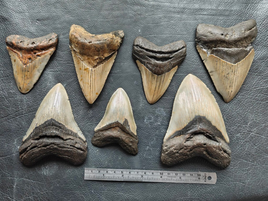 Einige Megalodon Zähne in direkten vergleich